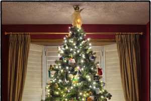 How Did Evergreen Trees Become A Symbol For Christmas Msu Extension