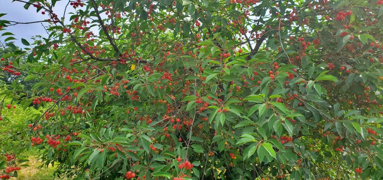 Tart cherries