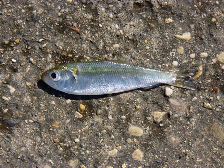 The alewife is a small silvery baitfish with big implications for Great Lakes fisheries. Photo credit: Michigan Sea Grant