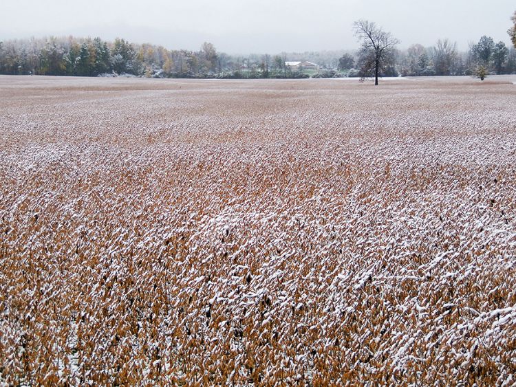 Photo 1. Early snow cover on late maturing soybeans.