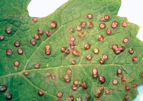 Galls are formed by various fly species. Each makes a characteristically shaped gall. Shown are tumid galls. 