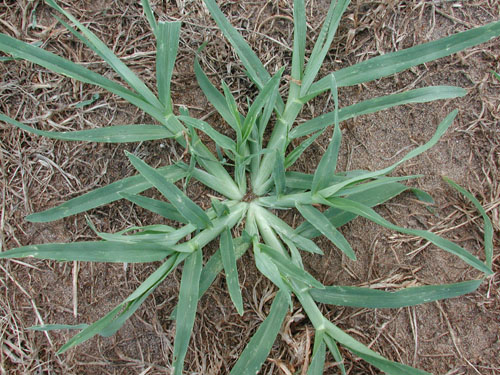 goosegrass1.jpg