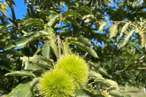 Michigan chestnut crop report for the week of Sept. 5, 2021