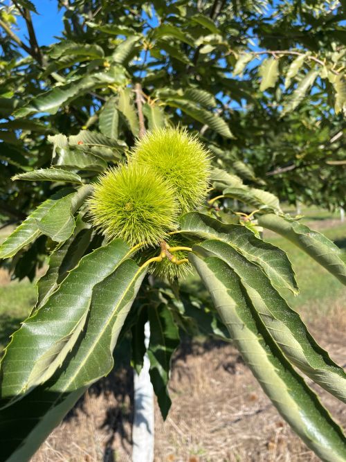 'Colossal' chestnut tree