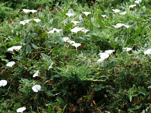  field bindweed7.jpg 