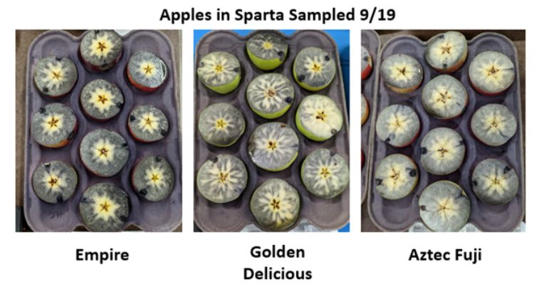 apples stained with iodine for starch testing.