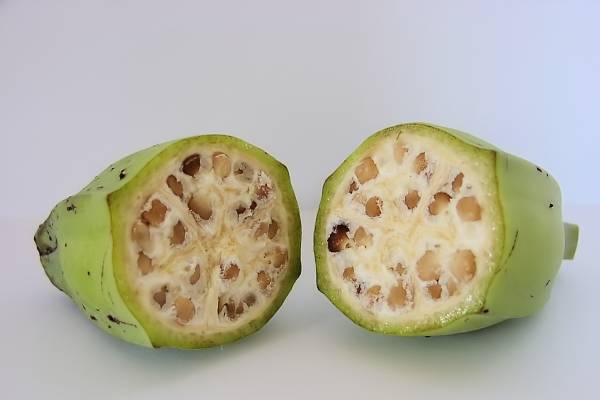 Seedless Fruit Is Not Something New Fruit Nuts