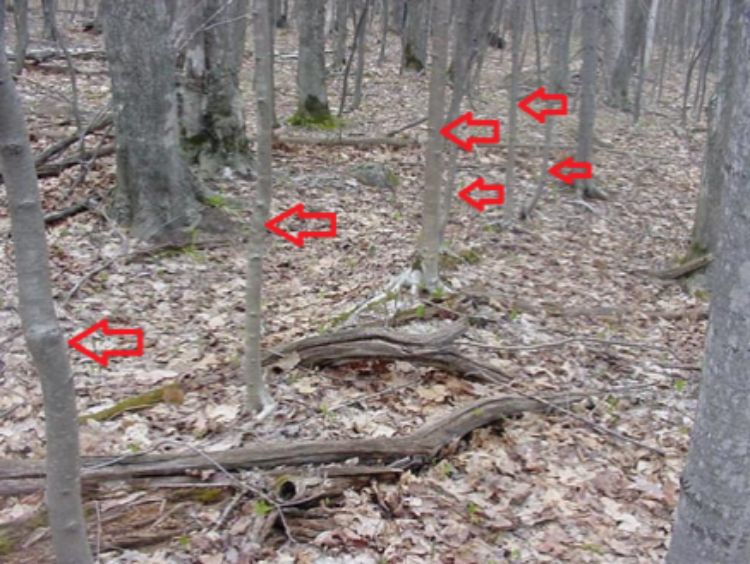 Yellow birch saplings growing in a row from a decayed aspen log. Photo credit: Mike Schira l MSU Extension