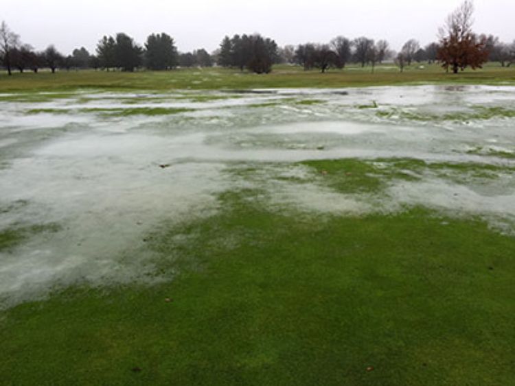 Sporadic ice formation on putting green. Photo: Kevin Frank, MSU.
