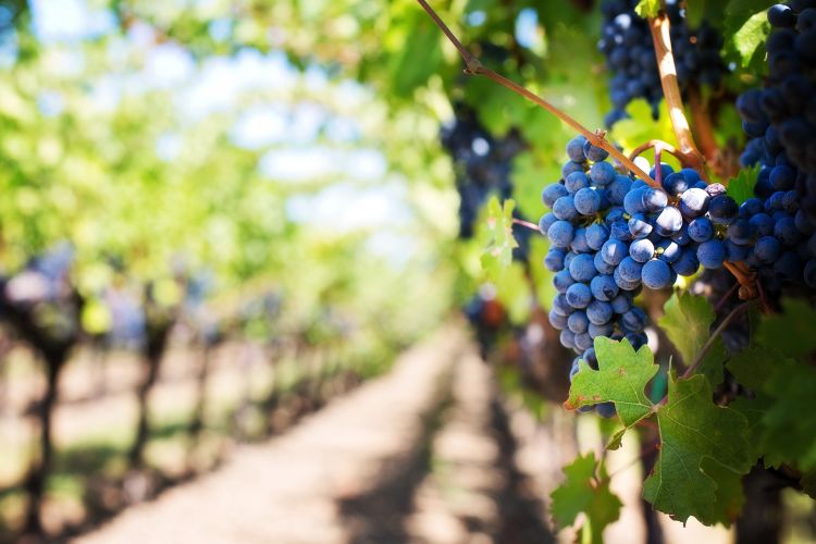 Grapes on the vine