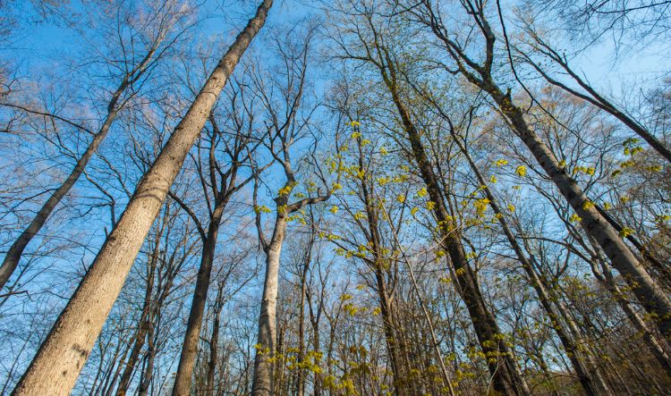 Photograph of trees courtesy of MSU Today