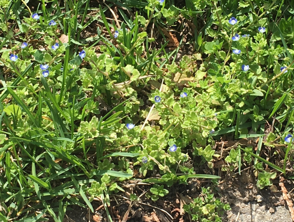 Persian speedwell