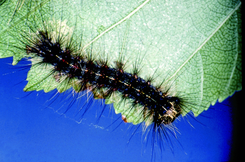  The blackish caterpillar has a yellow head, long hairs and tubercles on its back. 