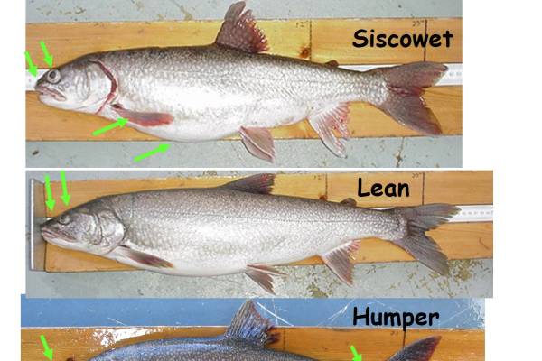 Lake trout deals