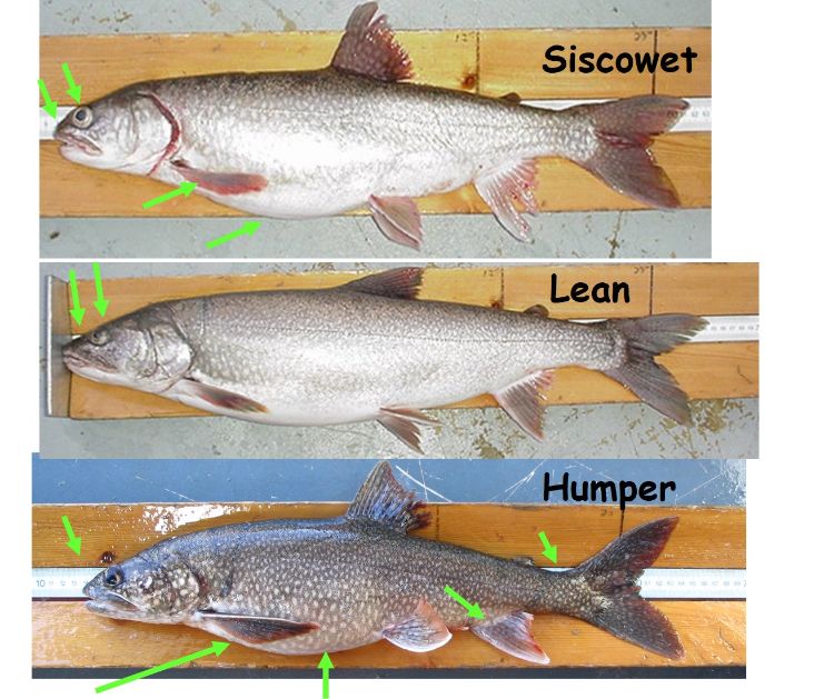 Lake trout morphotypes, including the siscowet, lean and humper lake trout. Shawn Sitar | Michigan Department of Natural Resources