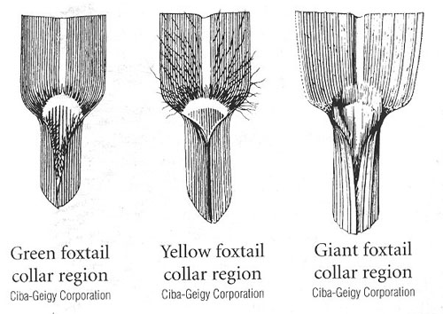 Yellow Foxtail3.jpg