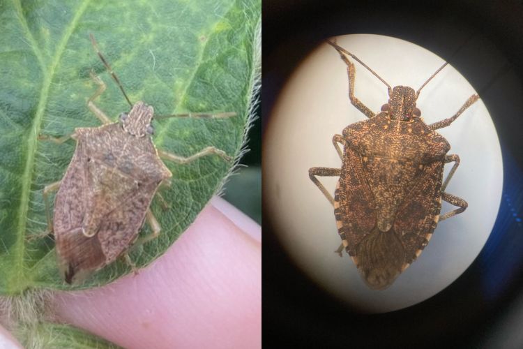 Two different kinds of stink bugs.