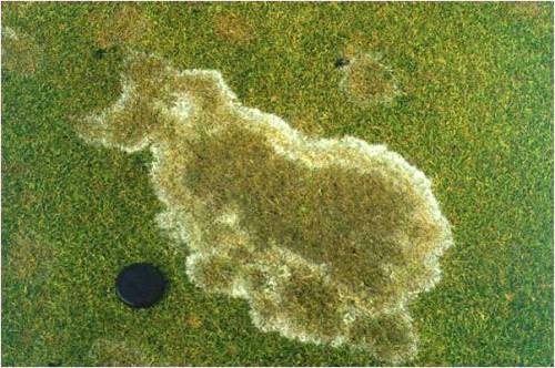  gray snow mold 1.jpg 