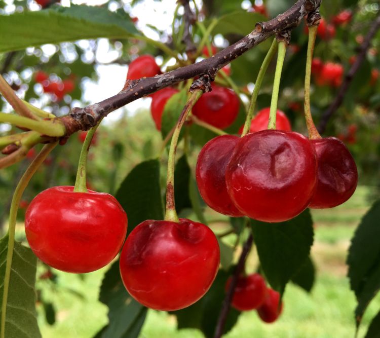 Hail damage to cherry as a result of the hail storm on July 8, 2016. Photo: Nikki Rothwell, MSU Extension