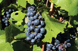 Viticulture Institute Of Agricultural Technology