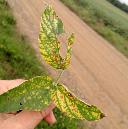 SDS on soybean leaf