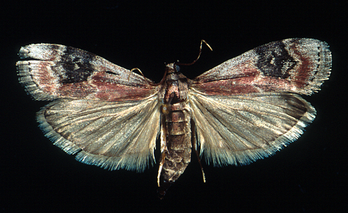Adult is a light grayish-brown moth with reddish-brown forewings marked by wavy, black and brown vertical bands about two-thirds from the base. 