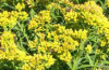 Riddell's goldenrod