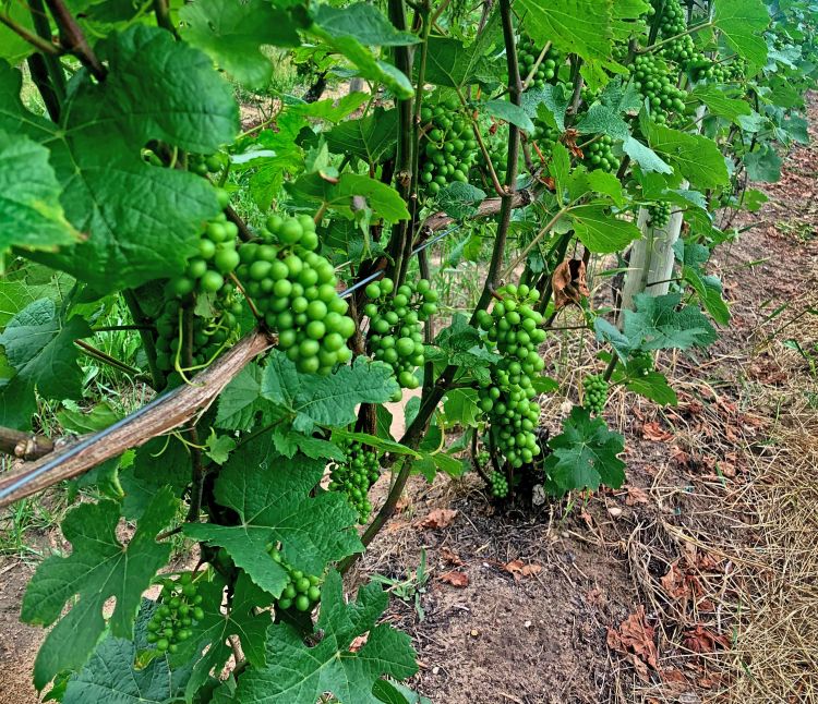 Wine grape clusters