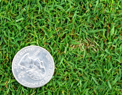  Dollar spot 