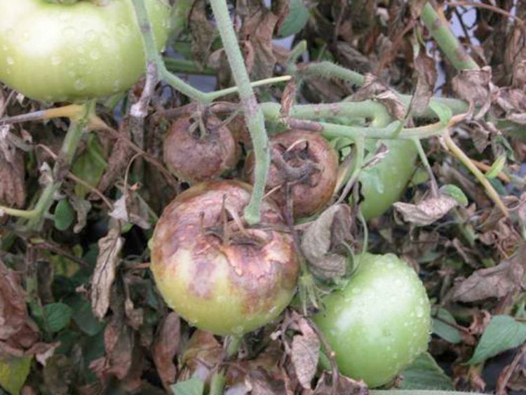 Late blight symptoms on green fruit. Photo by Mary Hausbeck, MSU