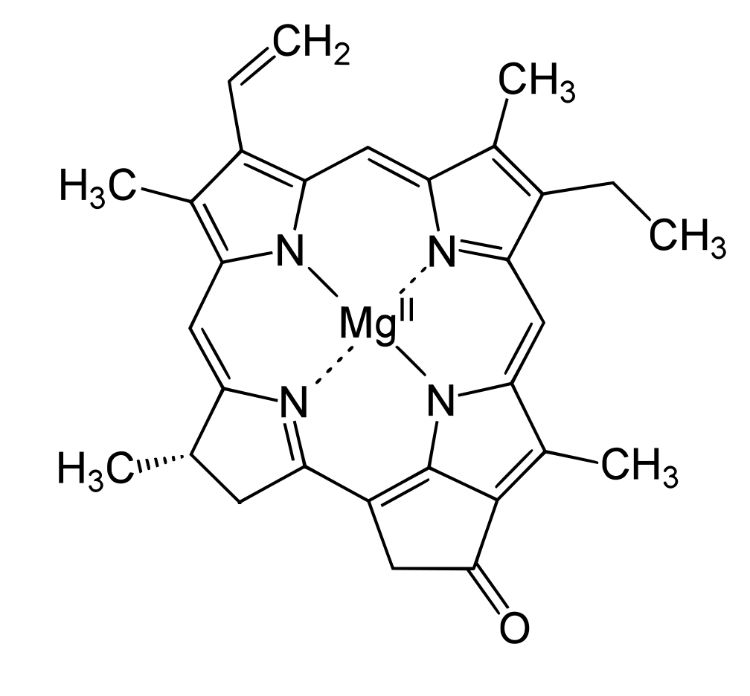 The main portion of a chlorophyll molecule, demonstrating how important nitrogen (N) is in chlorophyll’s design.