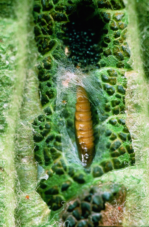 A spotted tentiform leafminer attacked by the braconid Pholetesor ornigis (Weed).