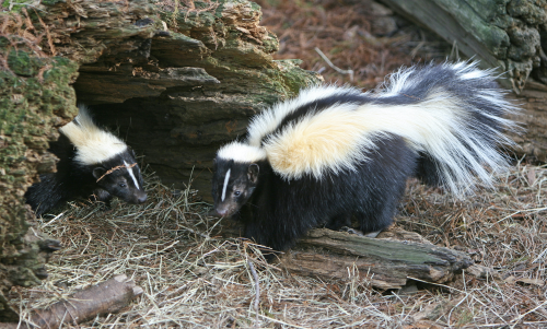 Two Skunks 