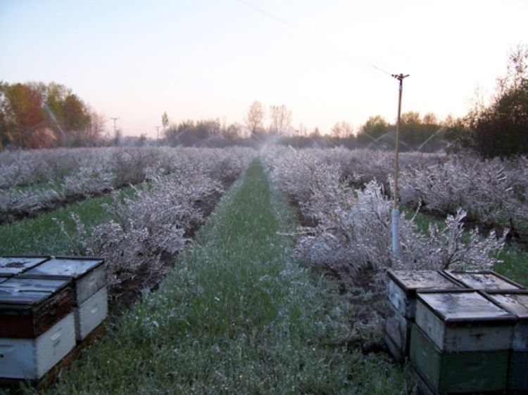 A fruit orchard with sprinklers turned on.