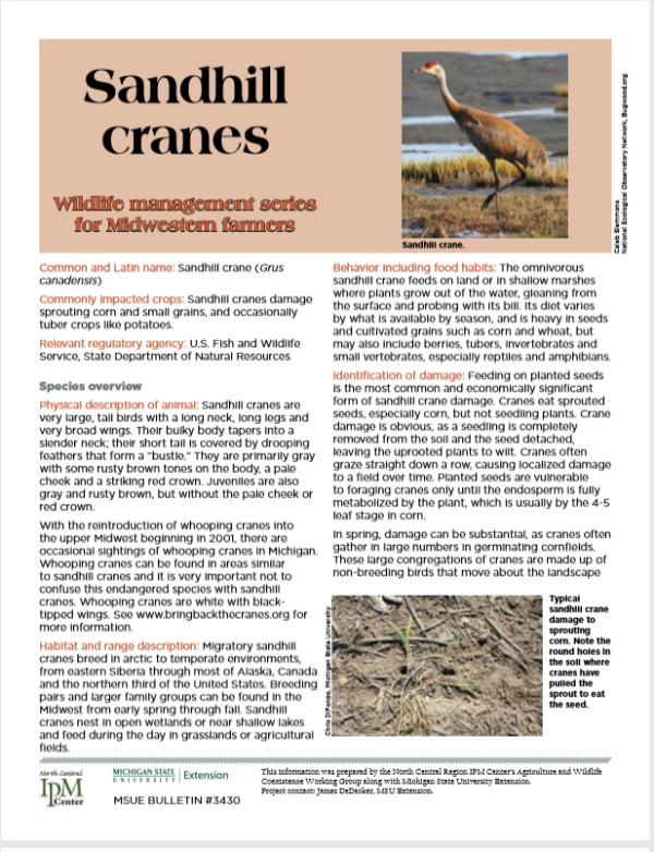 Photo of first page of Sandhill Cranes Article.