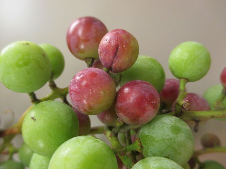 Downy mildew and powdery mildew gaining ground in grapes ...