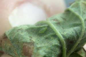 Aphids on hops reported in significant numbers