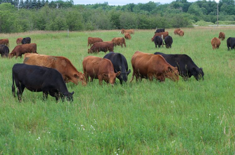 Cows on pasture Lake City MSU Research Center.