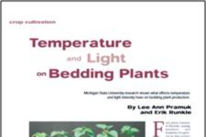 Temperature and light on bedding plants