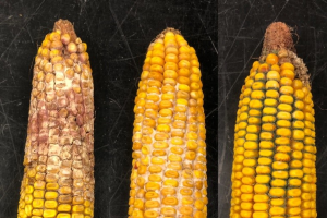 Fall strategies to reduce impact of mycotoxins in corn grain