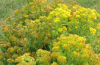 Riddell's goldenrod