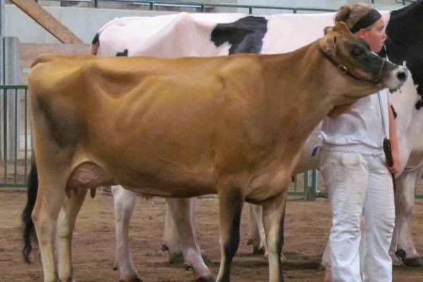 jersey bulls cow