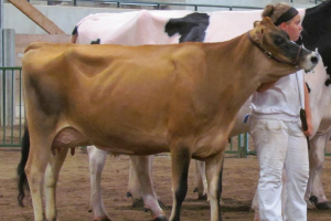 History of dairy cow breeds: Jersey
