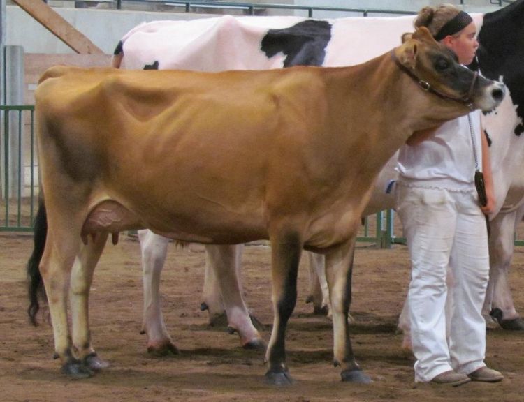 pictures of jersey cows