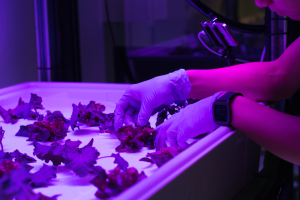 MSU leads study exploring the viability of using indoor farming to grow leafy greens