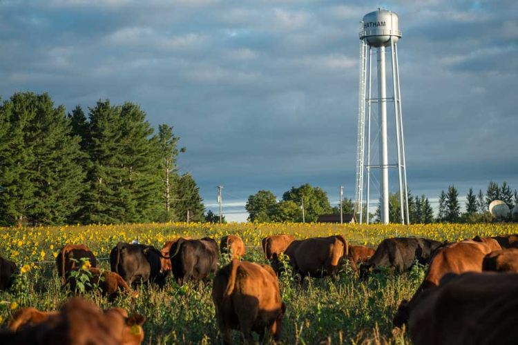 Cattle graze cover-crop-filled paddocks at the Upper Peninsula Research & Extension Center. Photo by Kurt Stepnitz.