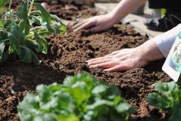 A pair of hands resting on top of soil with plants growing nearby.