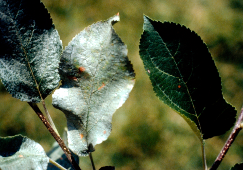 Yellowish-brown leaf discoloration occurs under very populated conditions, sometimes accompanied by silvery-white blotches. 