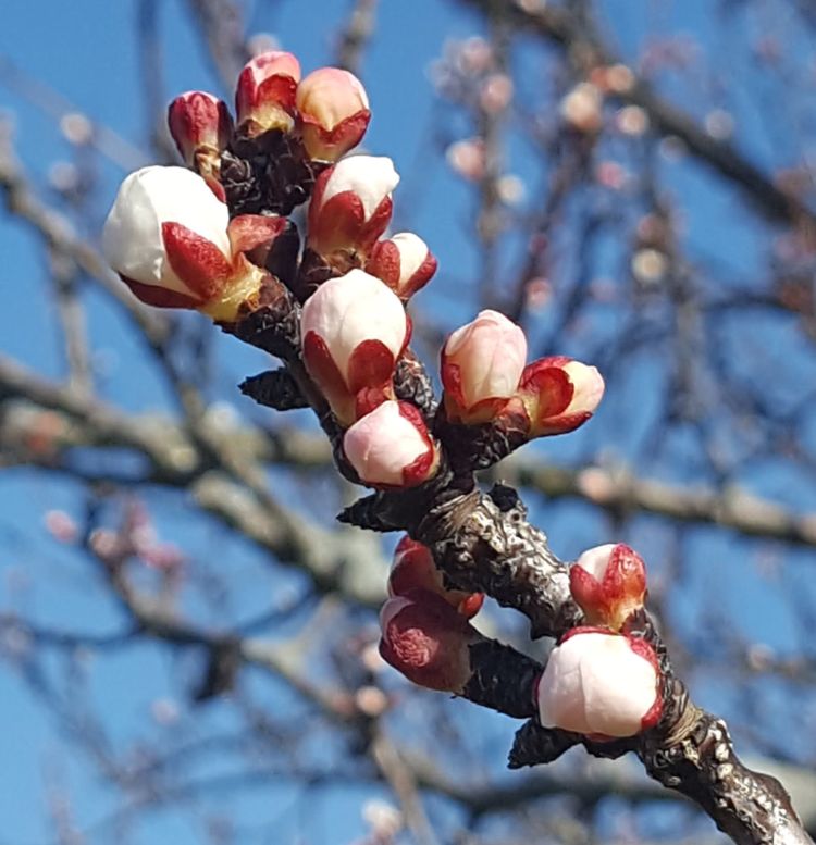 Apricots at white bud or ‘popcorn’ Monday morning. Bloom was well underway by Monday afternoon All photos: Mark Longstroth, MSUE