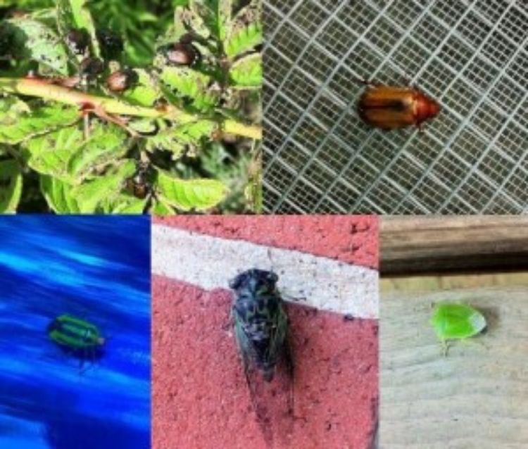 A collage of of what I considered to be alien-like insects.